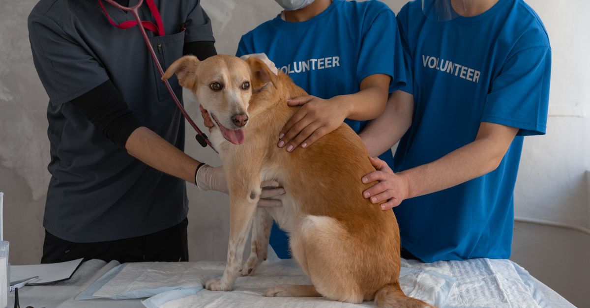exemple de lettre de motivation pour un stage vétérinaire, conseils pour rédiger une candidature efficace et se démarquer auprès des employeurs du secteur animalier.